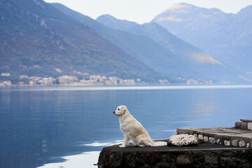 A contemplative Golden Retriever dog perches on a lakeside ledge, overlooking a peaceful expanse of...
