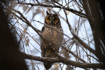 Obraz premium A Well hidden Long-eared Owl
