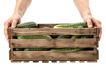 A man's hands hold box with cucumbers on a white or transparent background. Selling cucumbers at a market or store close-up.
