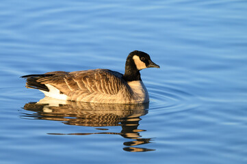 A Cackling Goose Swimming in a Pond
