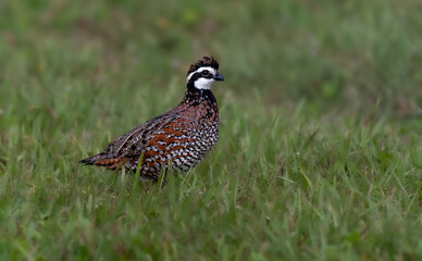 Northern Bobwhite Foraging in a Field