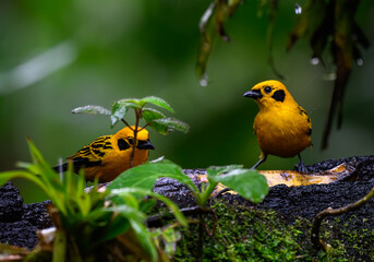 A Pair of Golden Tanagers in Light Rain