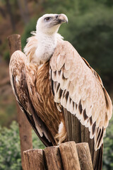 Majestic Vulture perched on a wooden post