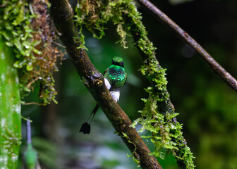 An Adorable White-booted Racket-tail Perched on a Branch in Ecuador