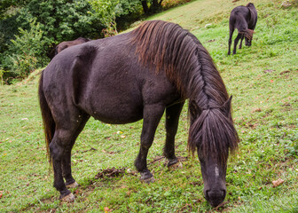 Graceful Asturcon horses grazing in the lush meadows of Asturias © ADEQUARL