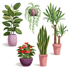 Home, office plants variety. Ficus, palm tree, decorative flowers in pots on white background, isolated vector illustration