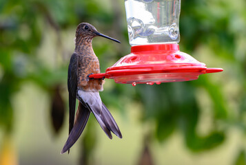 Giant Hummingbird at Feeder in South America © Kerry Hargrove