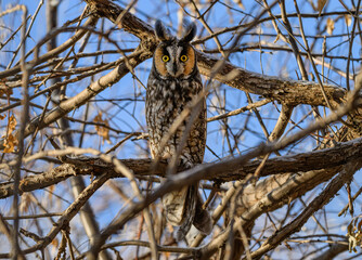 Long-eared Owl on Russian Olive Bush on a Sunny Winter Morning