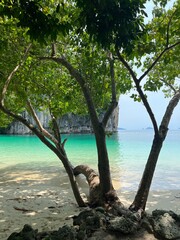 tree on the beach on a tropical island in Thailand