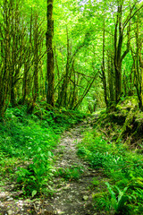 Obraz premium A hiking trail in the forest among the trees covered with mosses