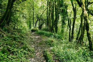 Obraz premium The trail is in a summer rainforest, the trees are covered with moss
