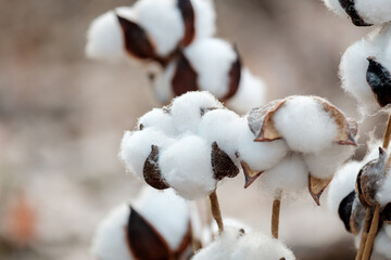 A branch with cotton flowers on a blurred background