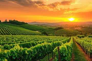 Fotobehang Golden Sun Setting Over a Vineyard, Grape vineyards in the countryside under an orange sunset sky, AI Generated © Iftikhar alam