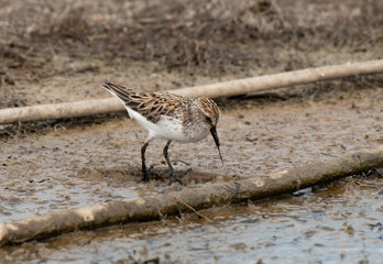A Western Sandpiper Pulling on a Snack