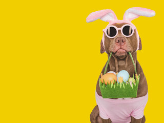 Happy Easter. Lovable, pretty brown dog and a basket of Easter eggs. Closeup, studio shot, indoors....