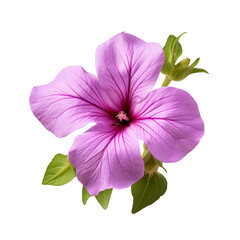 Petunia flower isolated on transparent background