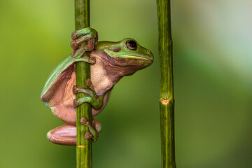 The Australian green tree frog (green tree frog in Australia, White's tree frog, or dumpy tree frog)