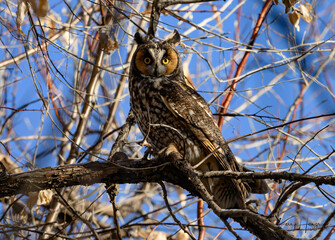 Long-eared Owl Demonstrating Pupil Dilation when one Eye in Sunlight and one in Shade