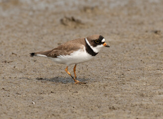 A Cute Semipalmated Plover in a mudflat