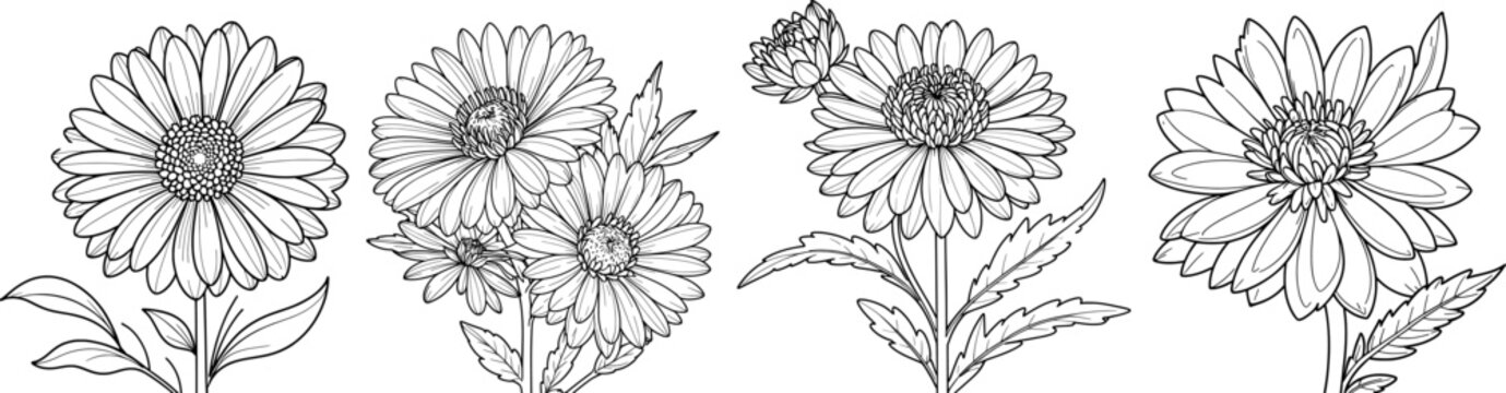 Aster flower set hand-drawn coloring page and outline vector