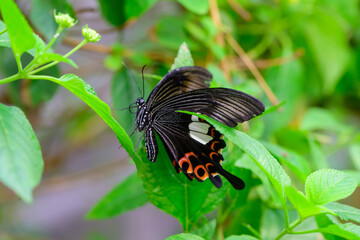 Papilio polytes,  common Mormon, butterfly