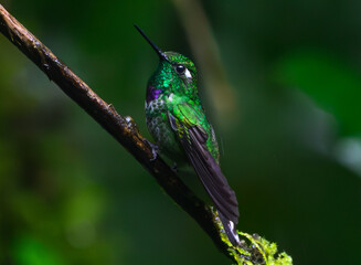 Purple-bibbed whitetip Perched on a Branch in Ecuador