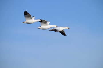 Snow Geese in Flight