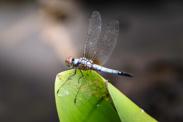 Dragonfly: Dragonflies are fascinating insects known for their distinctive appearance and remarkable flying abilities. They belong to the order Odonata, which also includes damselflies. 