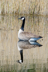 canada goose and reflection