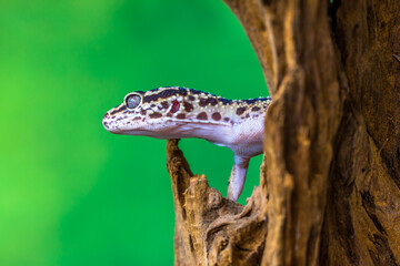 The leopard gecko or common leopard gecko (Eublepharis macularius) is a ground-dwelling lizard...