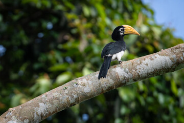 Oriental Pied Hornbill: The Oriental Pied Hornbill, also known as Anthracoceros albirostris, is a medium-sized bird native to Southeast Asia.