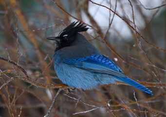 An Easy to Spot Stellar's Jay  in Winter Bushes
