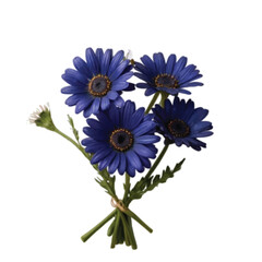 bouquet of blue color daisy  flowers isolated on white
