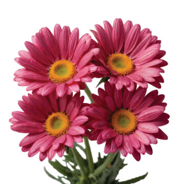 bouquet of pink color daisy flower isolated on white 