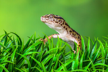 The leopard gecko or common leopard gecko (Eublepharis macularius) is a ground-dwelling lizard native to the rocky dry grassland and desert regions

