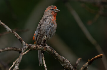 A House Finch Male Perched on a Branch 