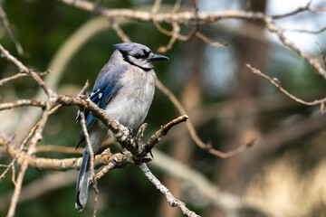 Blue Jay Perched on a Tree Branch on a Winter Day