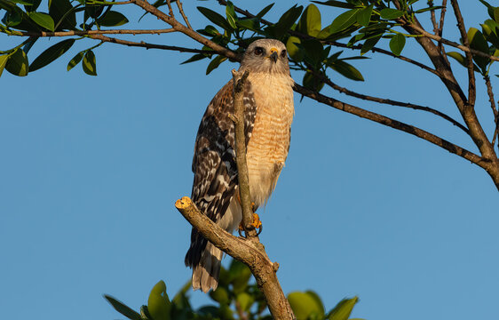 Red-shouldered Hawk Perched on a Branch on a Summer Morning