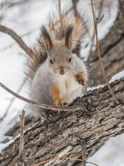 The squirrel sits on a branches without leaves in the winter or autumn