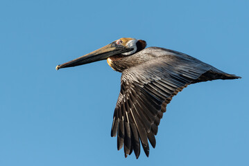 Magnificent Brown Pelican Hunting off the Coastline of Florida