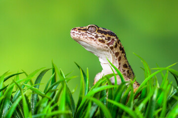 The leopard gecko or common leopard gecko (Eublepharis macularius) is a ground-dwelling lizard native to the rocky dry grassland and desert regions

