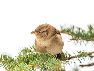 Sparrow sits on a fir branch in the sunset light.