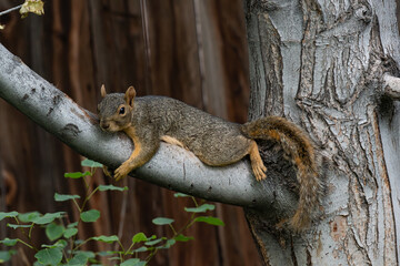 Lazy Fox Squirrel Lounging after a Rough Morning