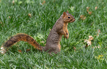 A Fox Squirrel Foraging for Food in a Suburban Lawn