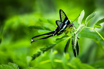 Green Dragontail : The Green Dragontail (Lamproptera meges) is a species of butterfly belonging to...