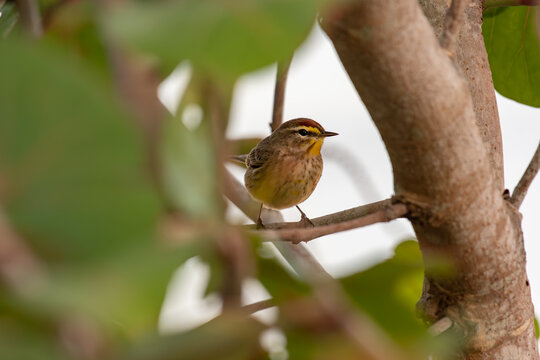 Palm Warbler Perched on a Tree Branch in Florida