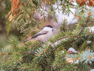 Cute bird the willow tit, song bird sitting on the fir branch with snow in winter