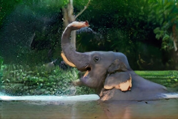 Asian elephant