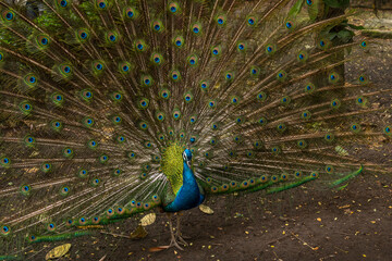 Naklejka premium A lonely peacock stands in the forest.