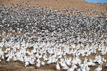 A Massive Flock of Snow Geese During Spring Migration 